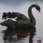 black.swan