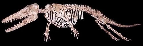 Ambulocetus