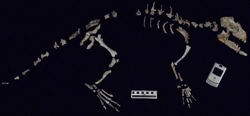Schelet Indohyus