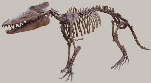 Pakicetus