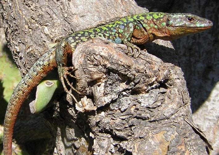 Podaris Sicula