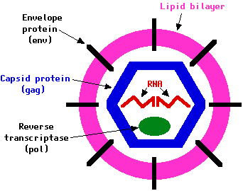 Retrovirus