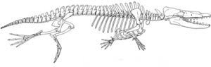 Rodhocetus
