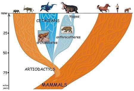 Artiodactyla