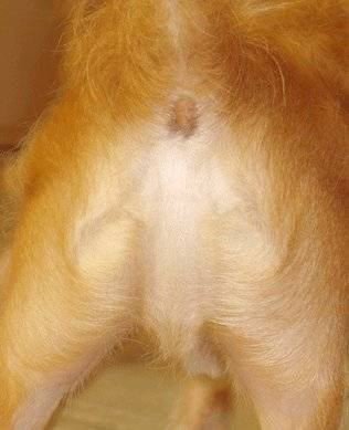 dogjesus