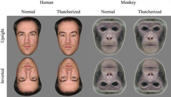 humchimpface